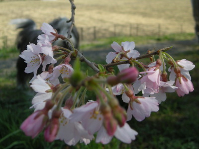 i11040201.jpg