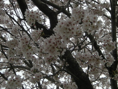 i11040902.jpg