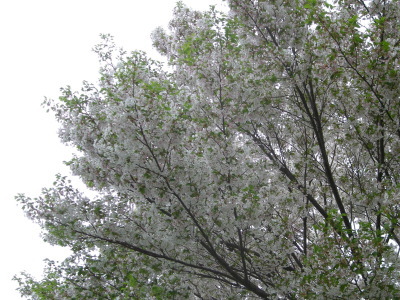 i11041803.jpg