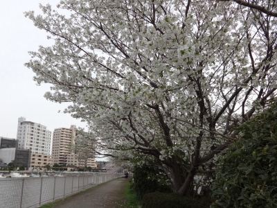 i14033105.jpg