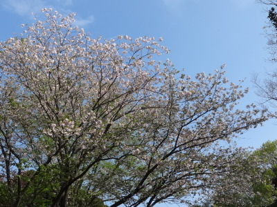 i15041703.jpg