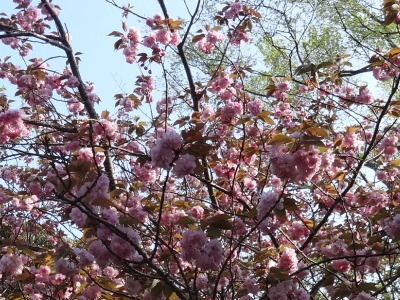i15041704.jpg