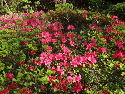 i15041710.jpg