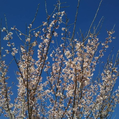19032430.jpg