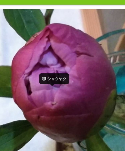 20051403.jpg