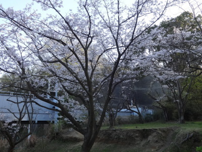 i15033104.jpg
