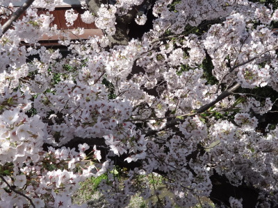 i17041304.jpg